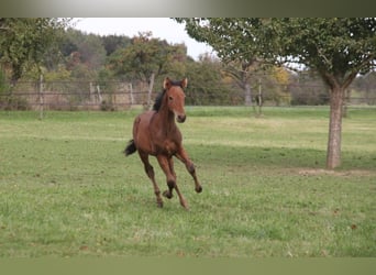 PRE, Hingst, Föl (05/2024), 165 cm, Brun