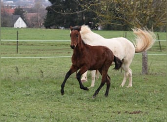 PRE, Hingst, Föl (05/2024), 165 cm, Brun