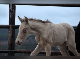 PRE, Hingst, Föl (02/2024), 165 cm, Pärla