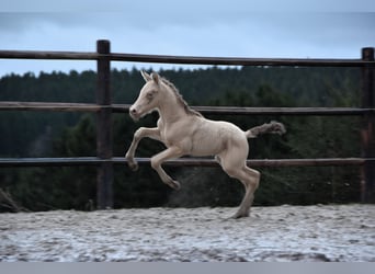 PRE, Hingst, Föl (02/2024), 165 cm, Pärla