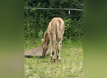 PRE, Hingst, Föl (03/2024), Braunfalbschimmel