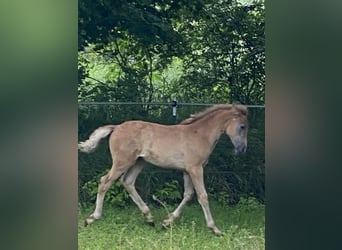 PRE, Hingst, Föl (03/2024), Braunfalbschimmel