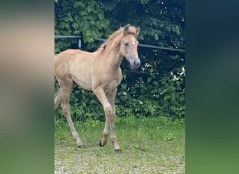 PRE, Hingst, Föl (03/2024), Braunfalbschimmel