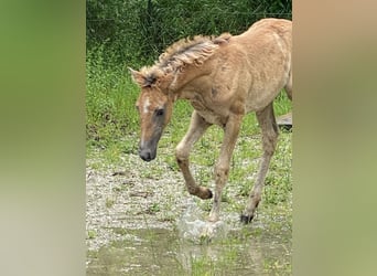 PRE, Hingst, Föl (03/2024), Braunfalbschimmel