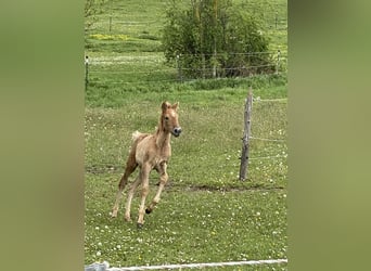 PRE, Hingst, Föl (03/2024), Braunfalbschimmel