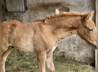 PRE, Hingst, Föl (03/2024), Braunfalbschimmel