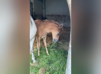 PRE, Hingst, Föl (03/2024), Braunfalbschimmel