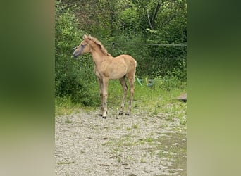 PRE, Hingst, Föl (03/2024), Braunfalbschimmel