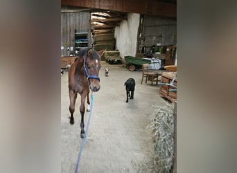 PRE, Hingst, Föl (05/2024), Brun