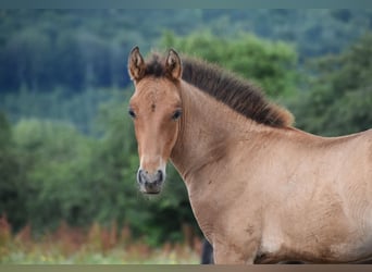 PRE, Hingst, Föl (04/2024), Brun