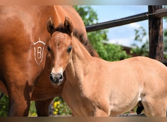 PRE, Hingst, Föl (04/2024), Brun