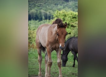 PRE, Hingst, Föl (04/2024), Brun