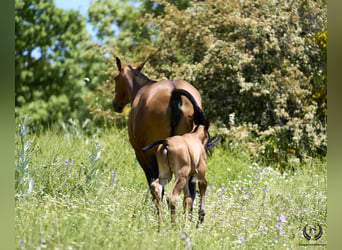 PRE, Hingst, Föl (05/2024), Fux med ål