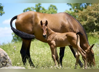 PRE, Hingst, Föl (05/2024), Fux med ål