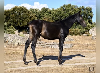 PRE, Hingst, Föl (04/2024), Mörkbrun