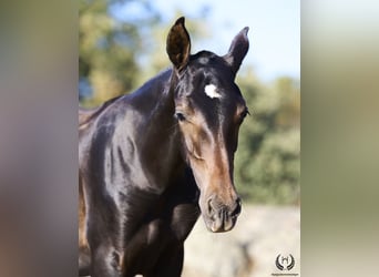 PRE, Hingst, Föl (04/2024), Mörkbrun