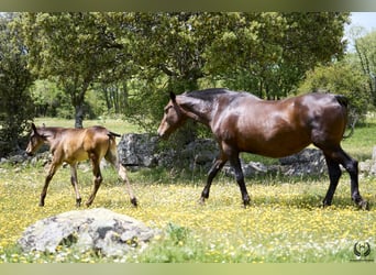 PRE, Hingst, Föl (04/2024), Mörkbrun