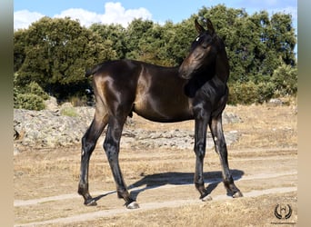 PRE, Hingst, Föl (04/2024), Mörkbrun