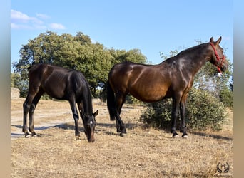 PRE, Hingst, Föl (04/2024), Mörkbrun