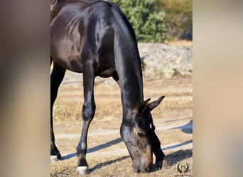 PRE, Hingst, Föl (04/2024), Mörkbrun