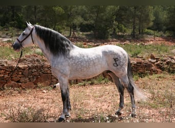 PRE Blandning, Hingst, 17 år, 168 cm, Gråskimmel
