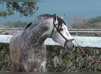 PRE Blandning, Hingst, 17 år, 168 cm, Gråskimmel