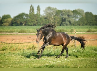 PRE, Hingst, 3 år, 164 cm, Mörkbrun