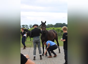 PRE, Hingst, 3 år, 164 cm, Mörkbrun