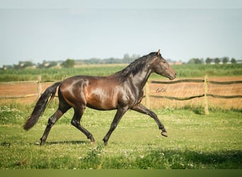 PRE, Hingst, 3 år, 164 cm, Mörkbrun