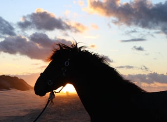 PRE, Hingst, 3 år, 164 cm, Mörkbrun