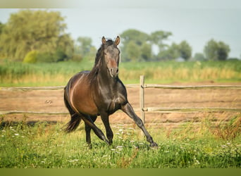 PRE, Hingst, 3 år, 164 cm, Mörkbrun