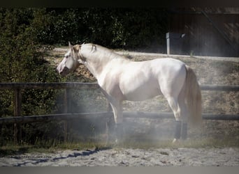 PRE, Hingst, 7 år, 170 cm, Perlino