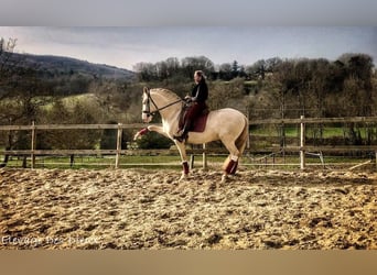PRE, Hingst, 7 år, 170 cm, Perlino