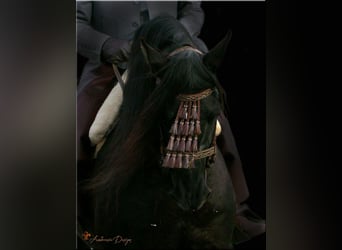 PRE, Hingst, 25 år, 165 cm, Svart
