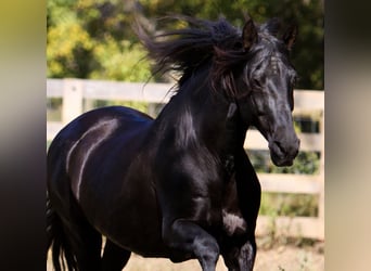 PRE, Hingst, 25 år, 165 cm, Svart