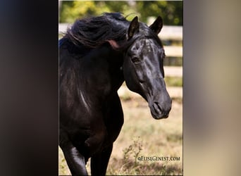 PRE, Hingst, 25 år, 165 cm, Svart