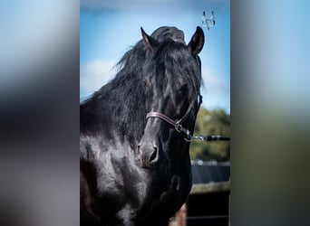 PRE, Hingst, 10 år, 166 cm, Svart