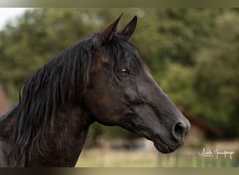 PRE, Hingst, 16 år, 162 cm, Svart