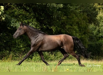 PRE, Hingst, 16 år, 162 cm, Svart