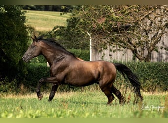 PRE, Hingst, 16 år, 162 cm, Svart