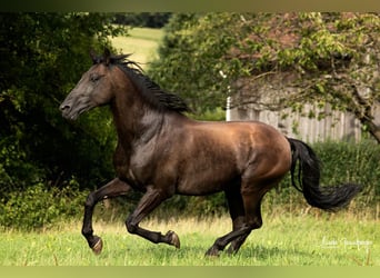 PRE, Hingst, 16 år, 162 cm, Svart