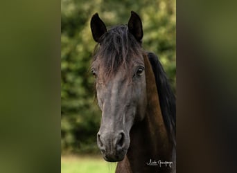 PRE, Hingst, 16 år, 162 cm, Svart