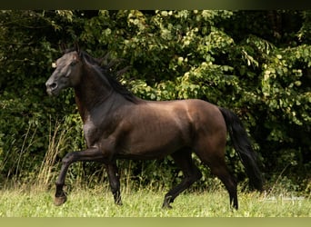 PRE, Hingst, 16 år, 162 cm, Svart