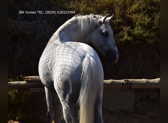 PRE Croisé, Hongre, 10 Ans, 158 cm, Gris