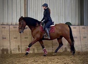 PRE Croisé, Hongre, 10 Ans, 160 cm, Bai