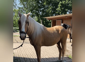 PRE, Hongre, 10 Ans, 160 cm, Noir