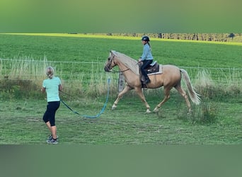 PRE, Hongre, 10 Ans, 160 cm, Palomino