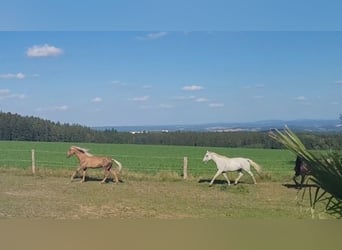 PRE, Hongre, 10 Ans, 160 cm, Palomino