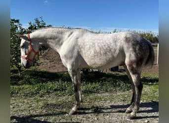 PRE Croisé, Hongre, 10 Ans, 162 cm, Gris