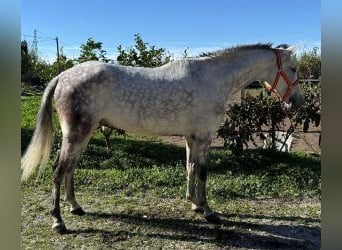 PRE Croisé, Hongre, 10 Ans, 162 cm, Gris